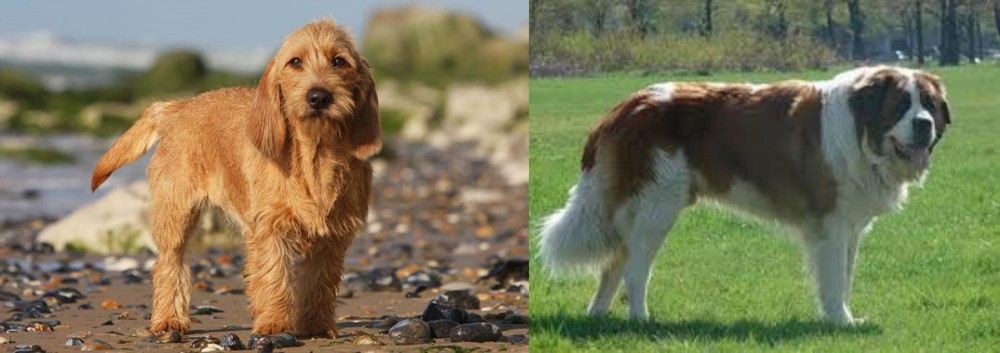 Moscow Watchdog vs Griffon Fauve de Bretagne - Breed Comparison