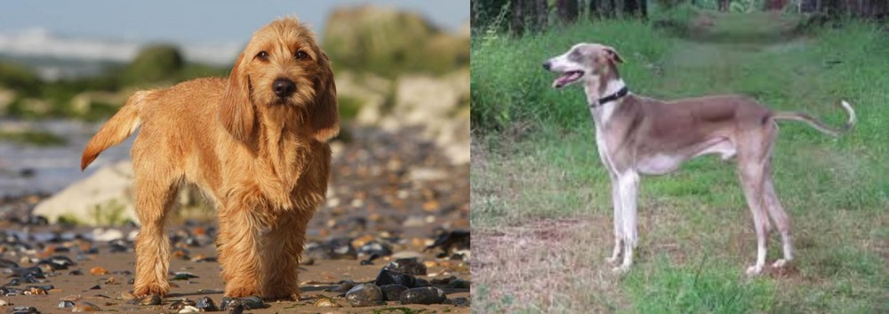 Mudhol Hound vs Griffon Fauve de Bretagne - Breed Comparison