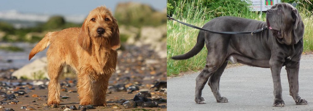 Neapolitan Mastiff vs Griffon Fauve de Bretagne - Breed Comparison