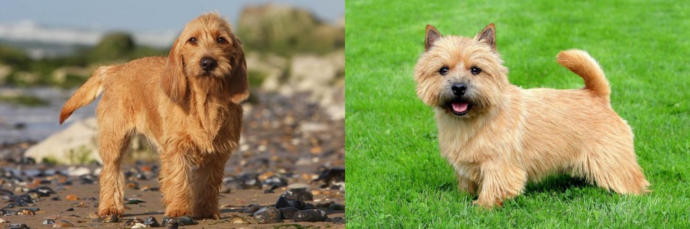 Norwich Terrier vs Griffon Fauve de Bretagne - Breed Comparison