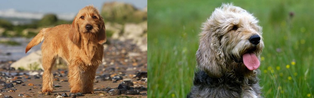 Otterhound vs Griffon Fauve de Bretagne - Breed Comparison