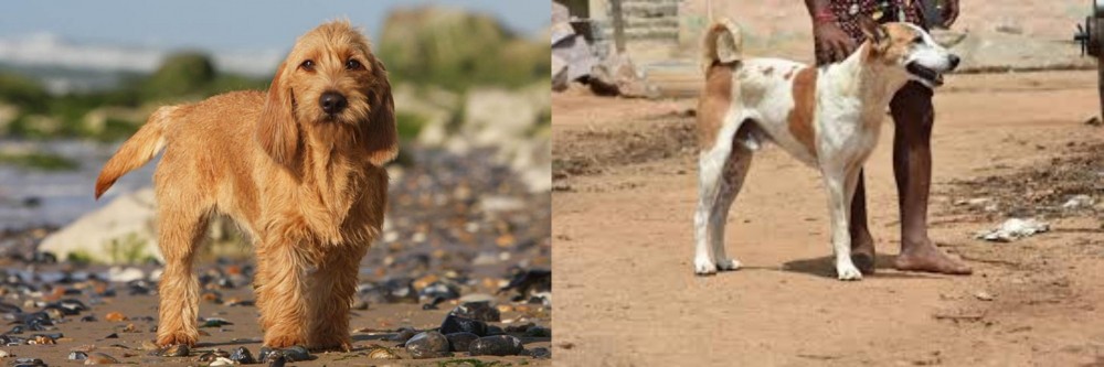 Pandikona vs Griffon Fauve de Bretagne - Breed Comparison