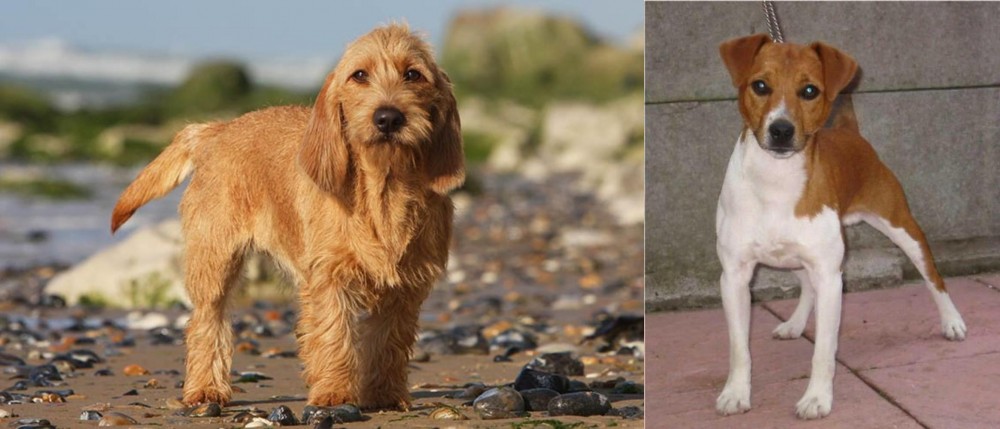 Plummer Terrier vs Griffon Fauve de Bretagne - Breed Comparison