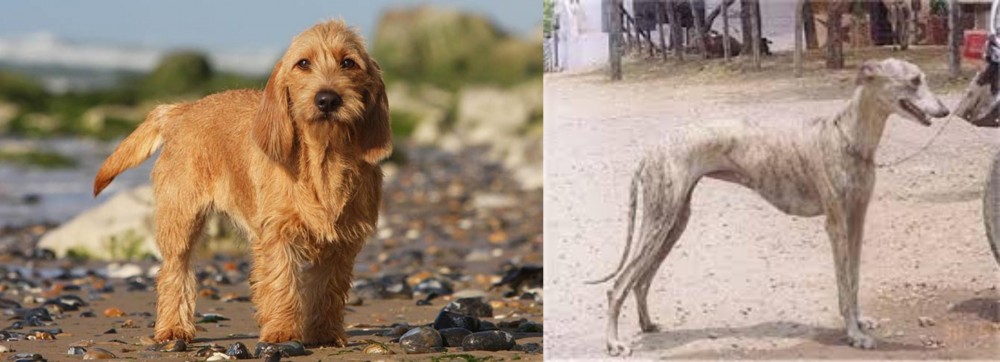 Rampur Greyhound vs Griffon Fauve de Bretagne - Breed Comparison