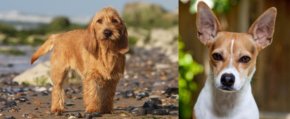 Rat Terrier vs Griffon Fauve de Bretagne - Breed Comparison