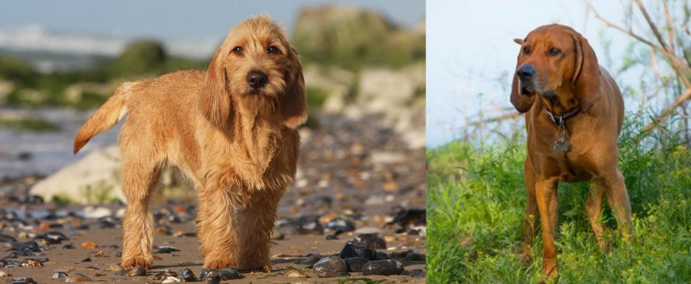Redbone Coonhound vs Griffon Fauve de Bretagne - Breed Comparison