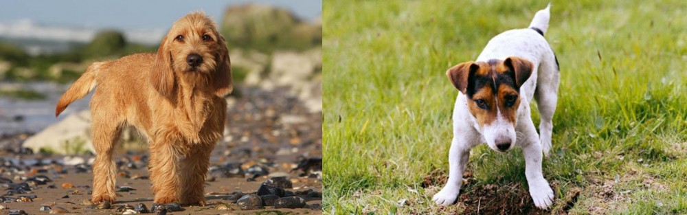 Russell Terrier vs Griffon Fauve de Bretagne - Breed Comparison