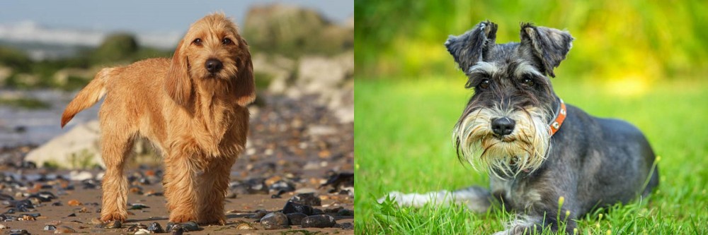 Schnauzer vs Griffon Fauve de Bretagne - Breed Comparison