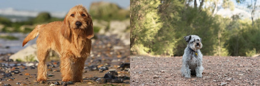 Schnoodle vs Griffon Fauve de Bretagne - Breed Comparison