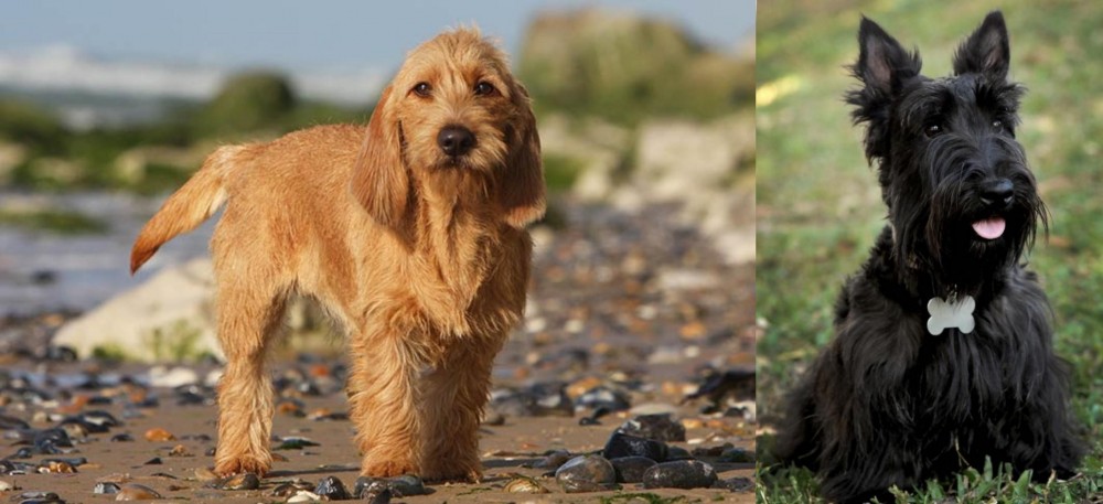 Scoland Terrier vs Griffon Fauve de Bretagne - Breed Comparison