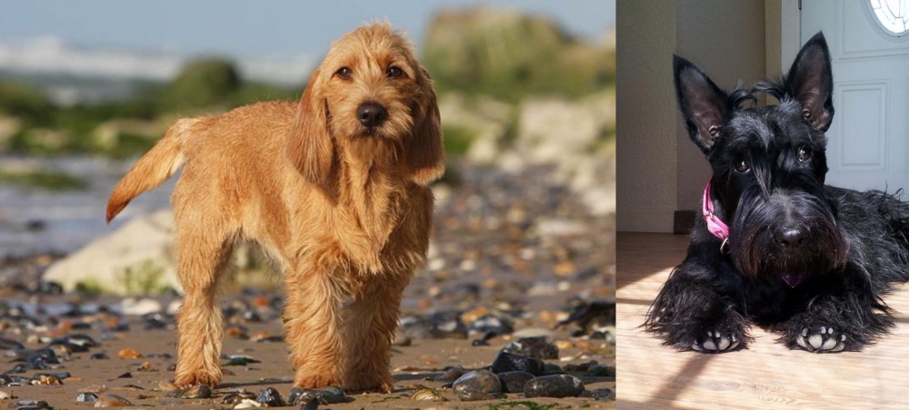 Scottish Terrier vs Griffon Fauve de Bretagne - Breed Comparison