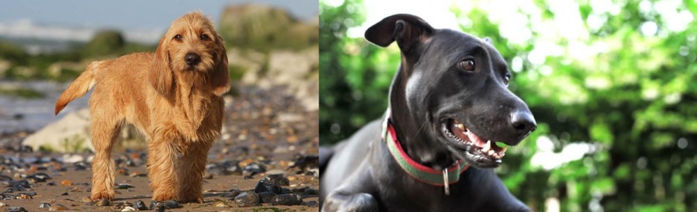 Shepard Labrador vs Griffon Fauve de Bretagne - Breed Comparison