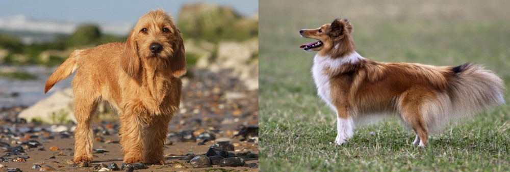 Shetland Sheepdog vs Griffon Fauve de Bretagne - Breed Comparison