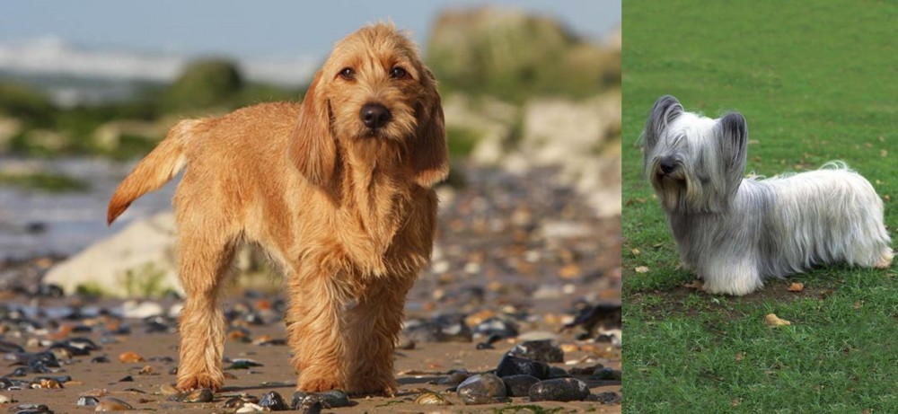 Skye Terrier vs Griffon Fauve de Bretagne - Breed Comparison