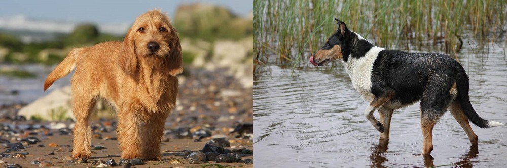 Smooth Collie vs Griffon Fauve de Bretagne - Breed Comparison