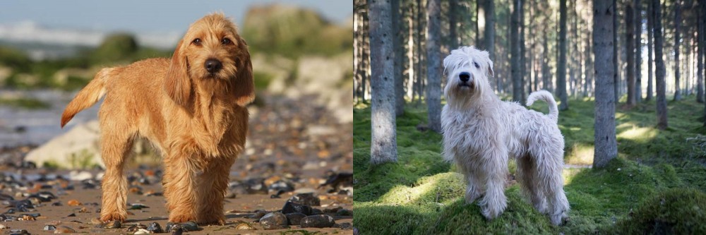 Soft-Coated Wheaten Terrier vs Griffon Fauve de Bretagne - Breed Comparison