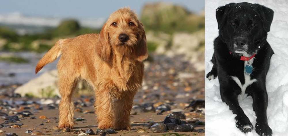St. John's Water Dog vs Griffon Fauve de Bretagne - Breed Comparison