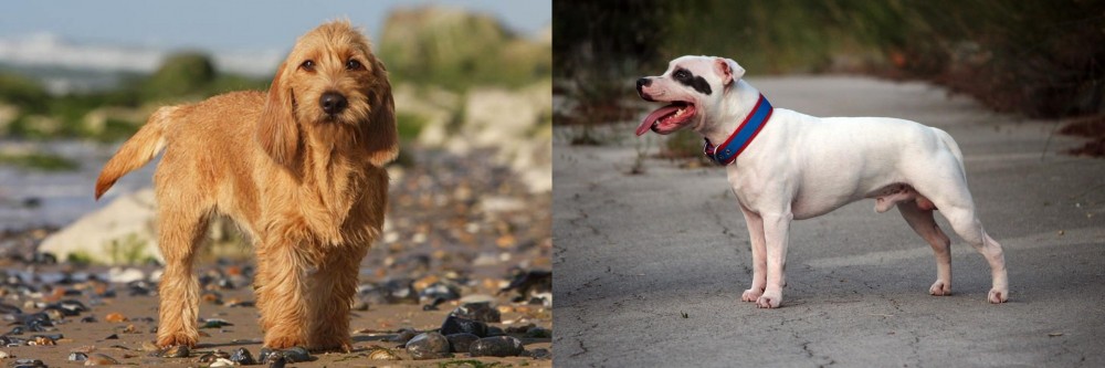 Staffordshire Bull Terrier vs Griffon Fauve de Bretagne - Breed Comparison