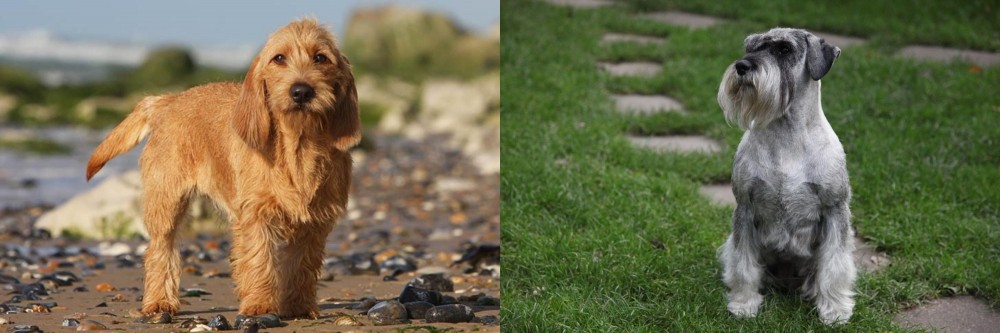 Standard Schnauzer vs Griffon Fauve de Bretagne - Breed Comparison