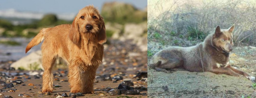 Tahltan Bear Dog vs Griffon Fauve de Bretagne - Breed Comparison