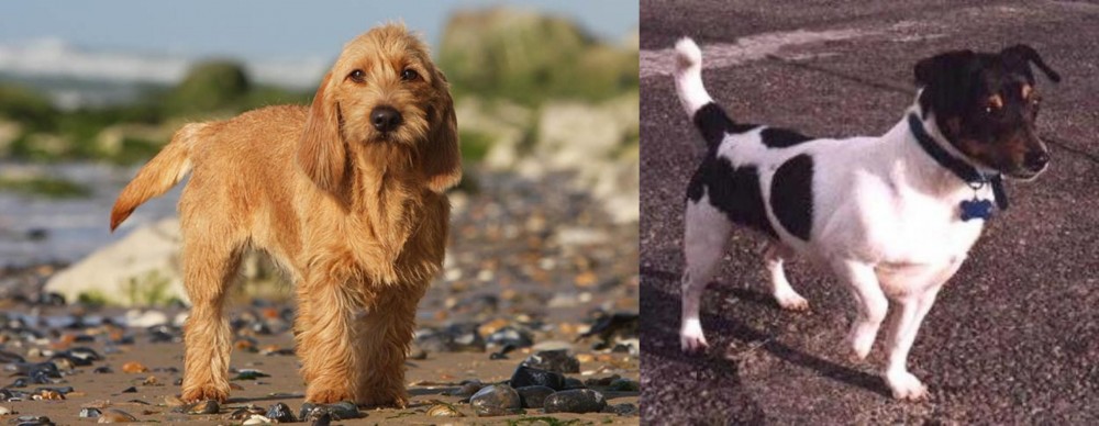Teddy Roosevelt Terrier vs Griffon Fauve de Bretagne - Breed Comparison