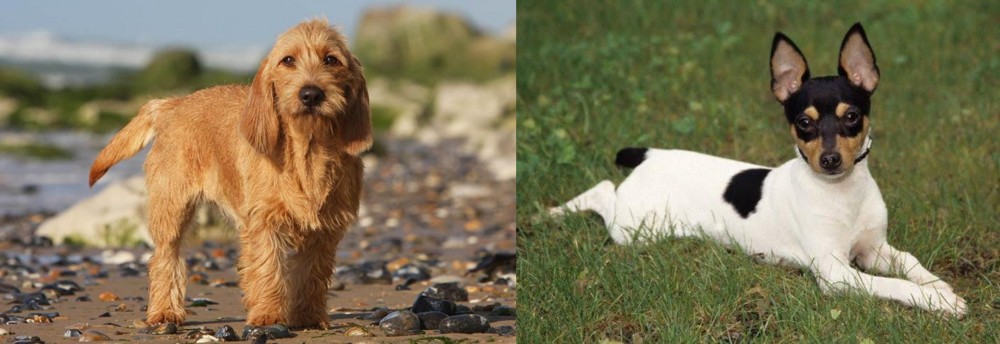 Toy Fox Terrier vs Griffon Fauve de Bretagne - Breed Comparison