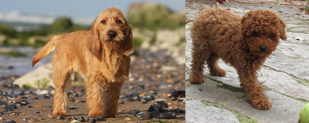 Toy Poodle vs Griffon Fauve de Bretagne - Breed Comparison