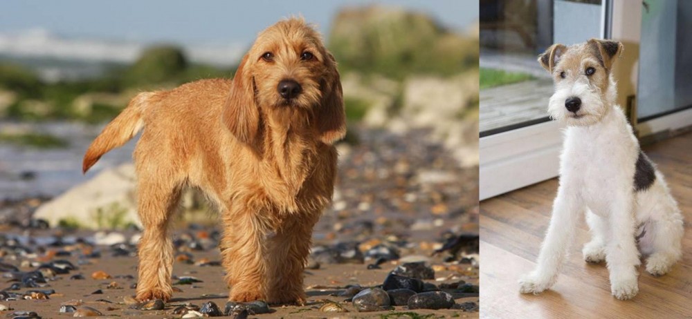 Wire Fox Terrier vs Griffon Fauve de Bretagne - Breed Comparison