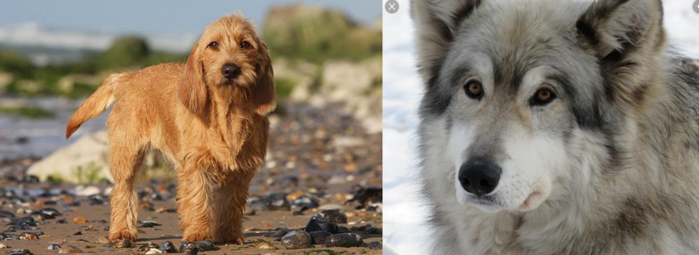 Wolfdog vs Griffon Fauve de Bretagne - Breed Comparison