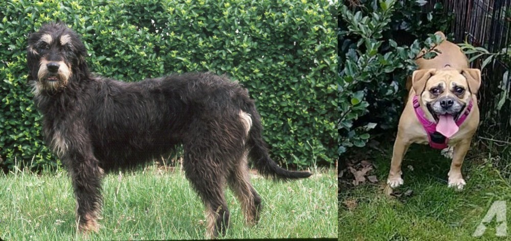 Beabull vs Griffon Nivernais - Breed Comparison