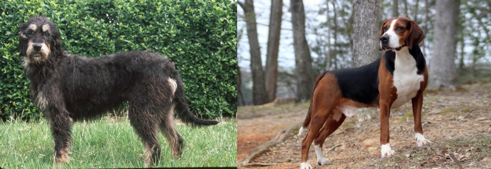Hamiltonstovare vs Griffon Nivernais - Breed Comparison