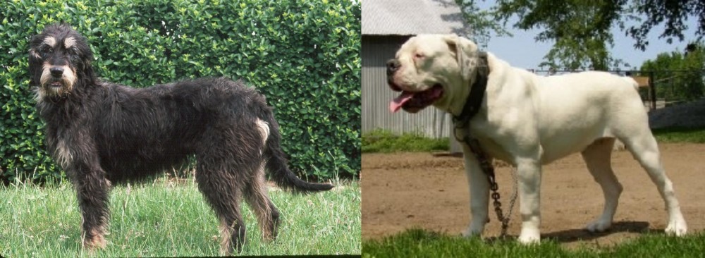 Hermes Bulldogge vs Griffon Nivernais - Breed Comparison