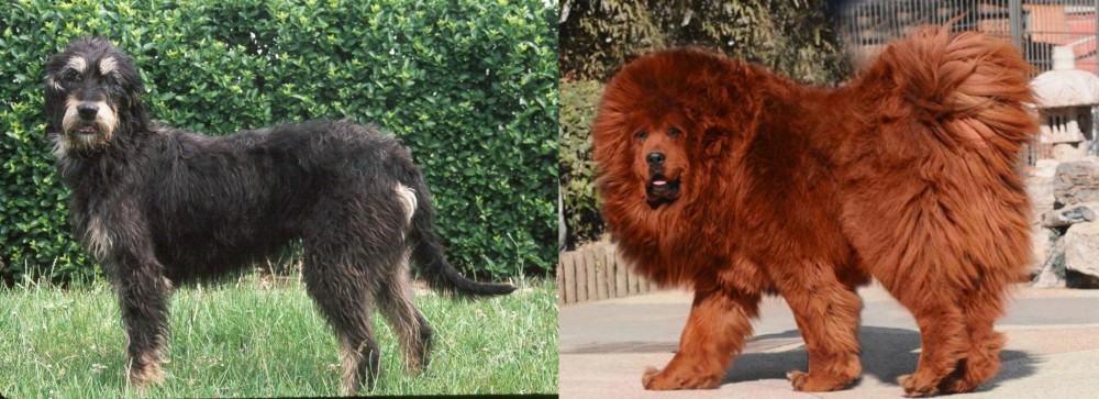 Himalayan Mastiff vs Griffon Nivernais - Breed Comparison