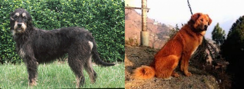 Himalayan Sheepdog vs Griffon Nivernais - Breed Comparison