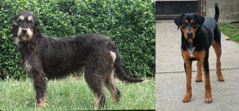 Hungarian Hound vs Griffon Nivernais - Breed Comparison