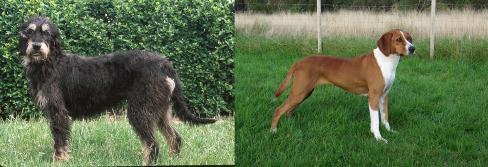 Hygenhund vs Griffon Nivernais - Breed Comparison