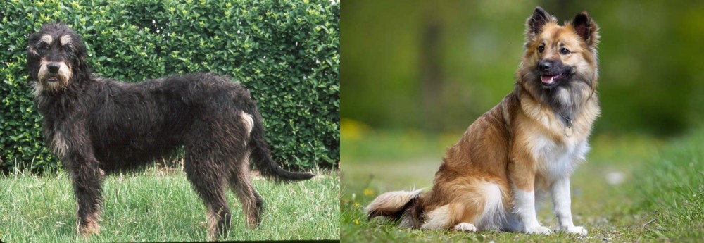 Icelandic Sheepdog vs Griffon Nivernais - Breed Comparison