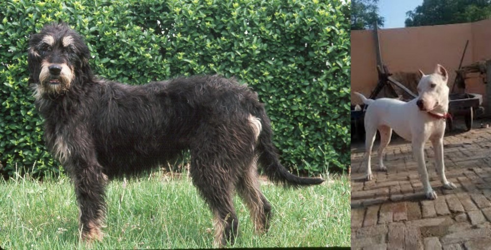 Indian Bull Terrier vs Griffon Nivernais - Breed Comparison