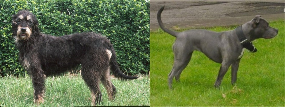 Irish Bull Terrier vs Griffon Nivernais - Breed Comparison