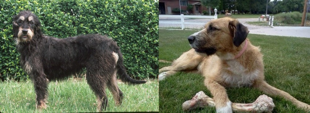 Irish Mastiff Hound vs Griffon Nivernais - Breed Comparison