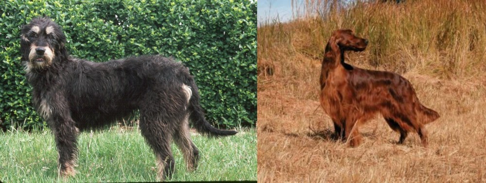 Irish Setter vs Griffon Nivernais - Breed Comparison