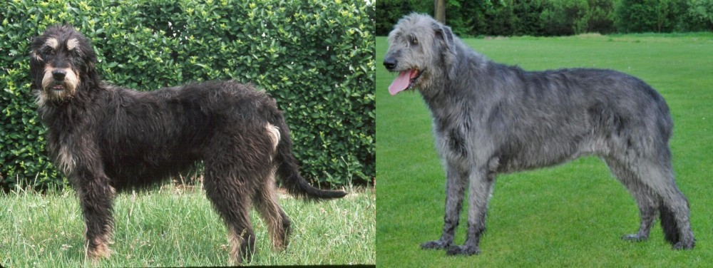 Irish Wolfhound vs Griffon Nivernais - Breed Comparison