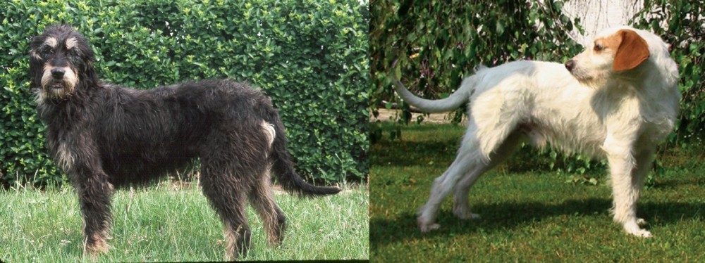 Istarski Ostrodlaki Gonic vs Griffon Nivernais - Breed Comparison