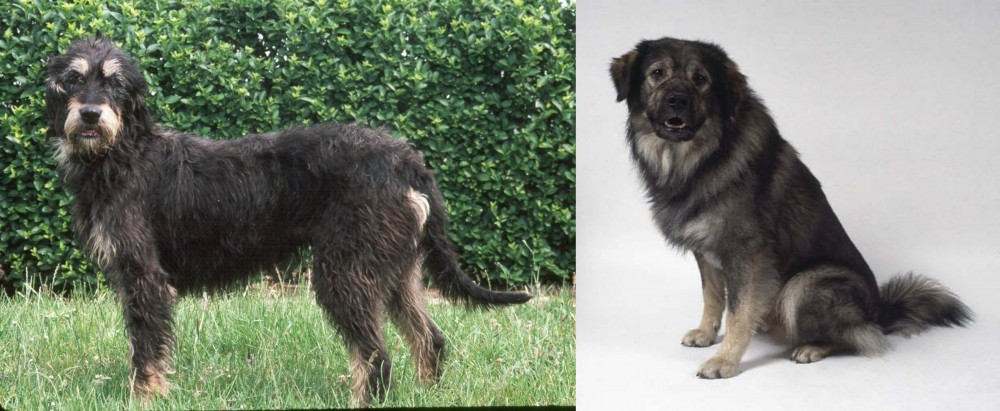 Istrian Sheepdog vs Griffon Nivernais - Breed Comparison
