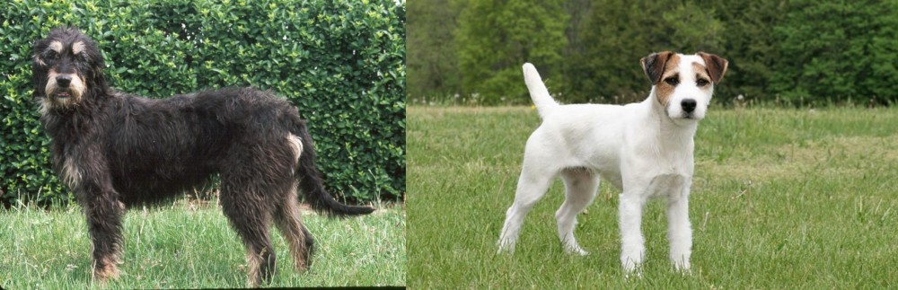 Jack Russell Terrier vs Griffon Nivernais - Breed Comparison