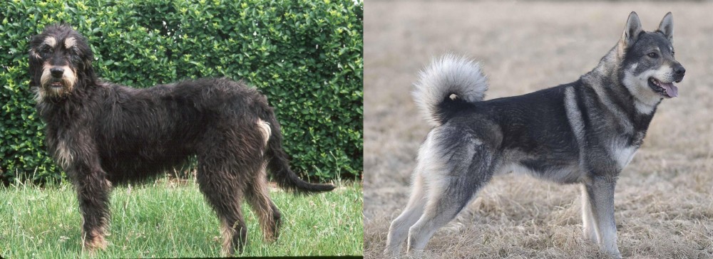 Jamthund vs Griffon Nivernais - Breed Comparison