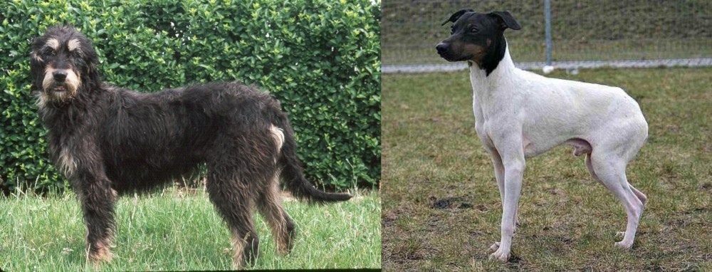 Japanese Terrier vs Griffon Nivernais - Breed Comparison