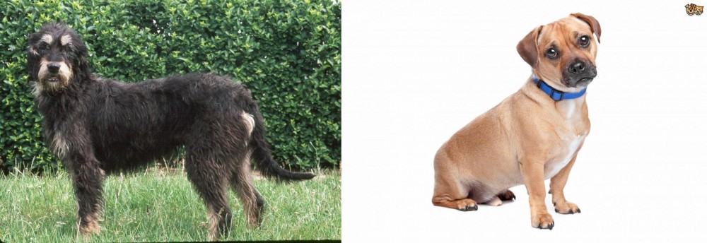 Jug vs Griffon Nivernais - Breed Comparison