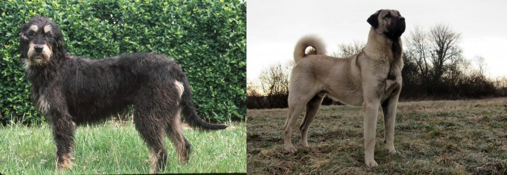 Kangal Dog vs Griffon Nivernais - Breed Comparison