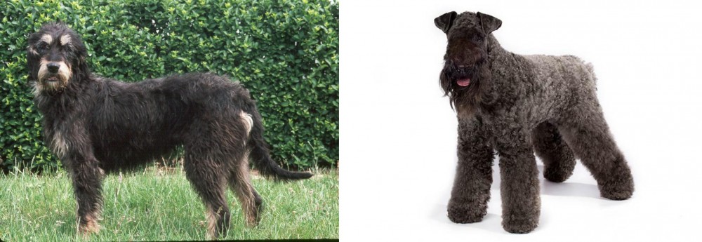 Kerry Blue Terrier vs Griffon Nivernais - Breed Comparison